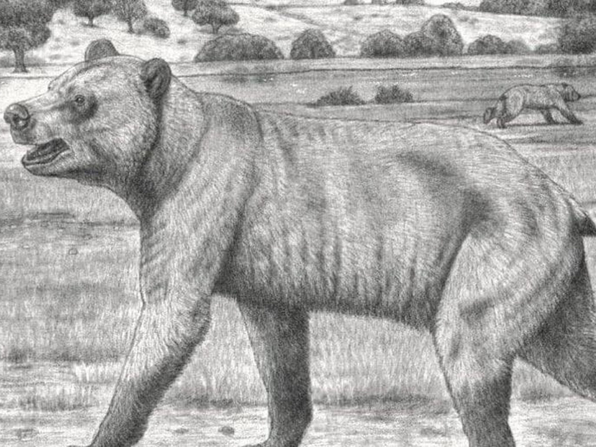 В России обнаружен новый вид вымершего гигантского медведя: "панда из ада"0