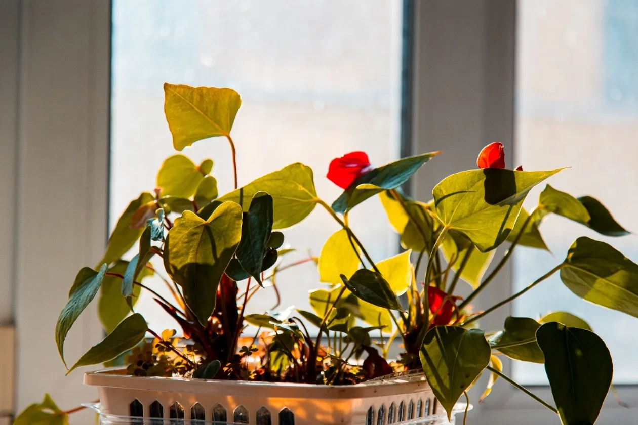 Окно, цветы Илья Аверьянов, ИА PrimaMedia