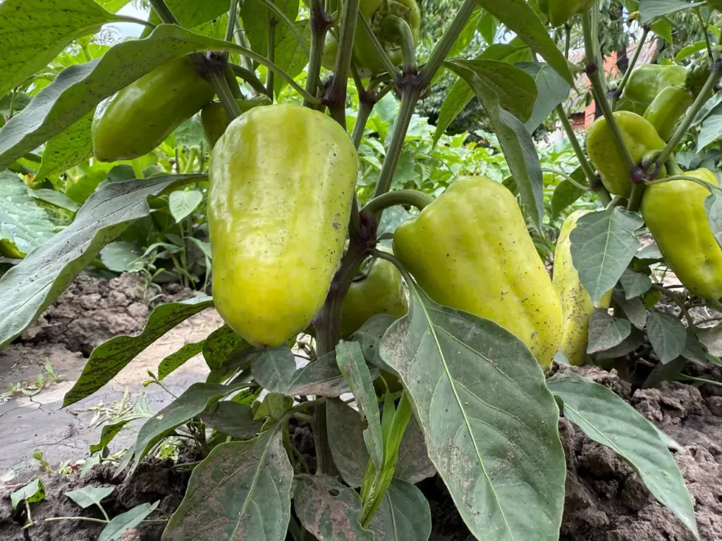 Перец, сладость которого соперничает с медом: стенки до 1 см и плоды весом до 450 г