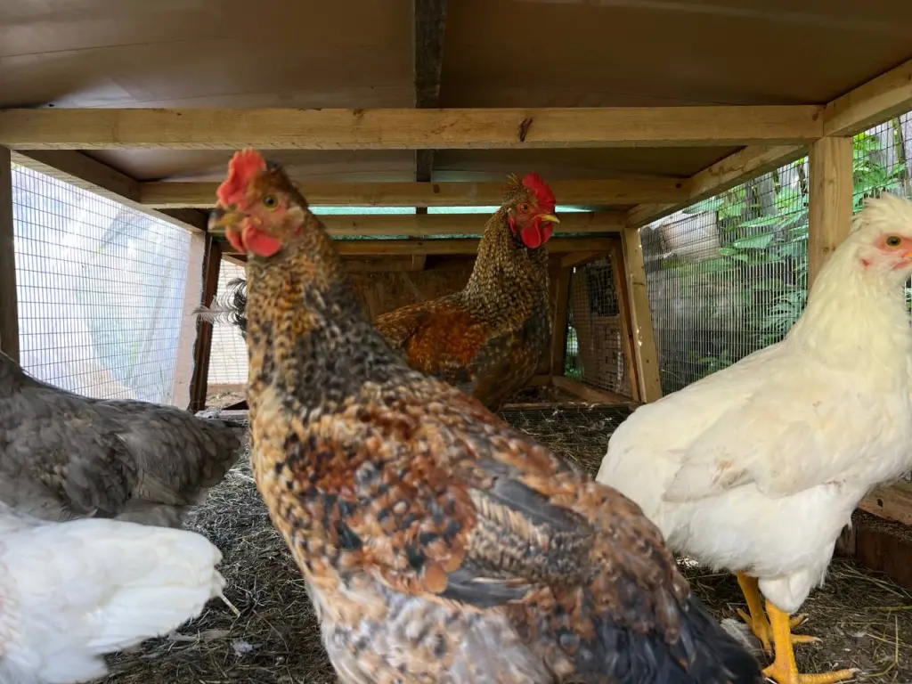 Ложка в день зимой и куры несутся как ненормальные простое средство для повышения яичной продуктивности птиц