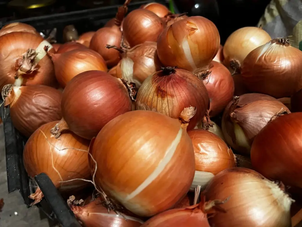 Как сохранить свежий лук до весны: надежный способ, который гарантирует отсутствие гнили