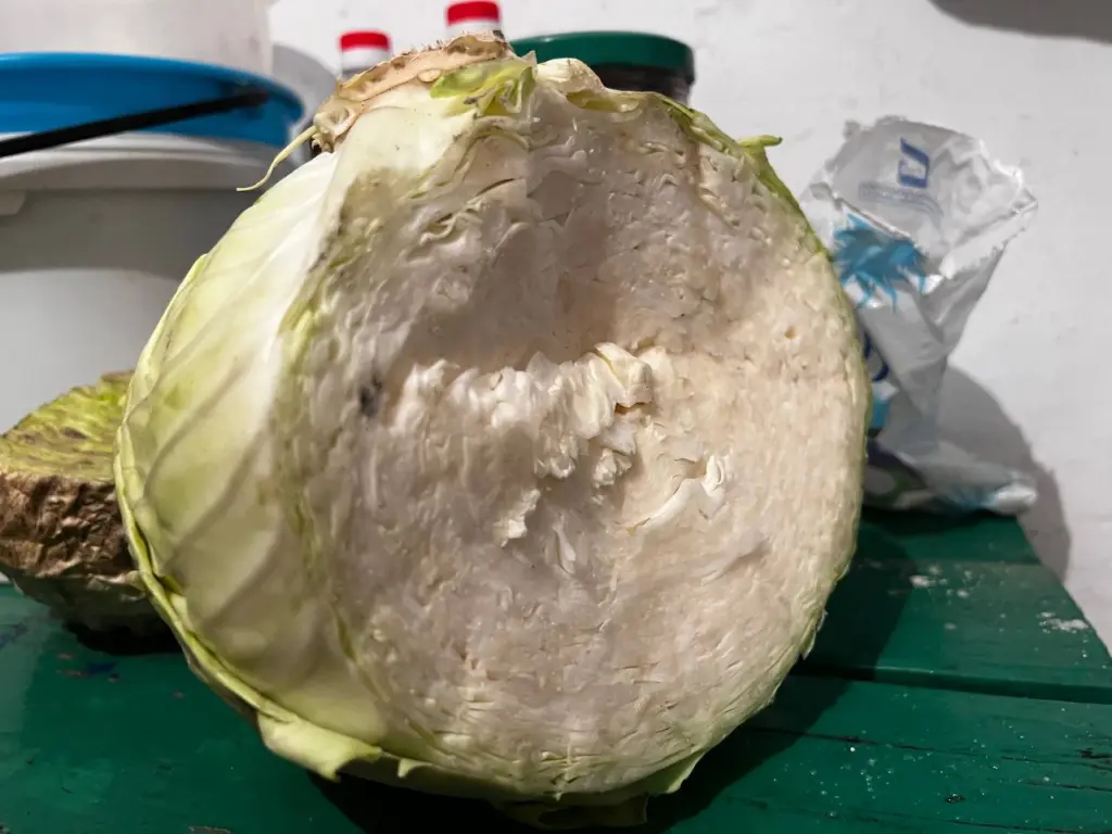 В ноябре я квашу капусту именно так много лет записываю рецепты после каждой удачной партии и определил идеальные пропорции