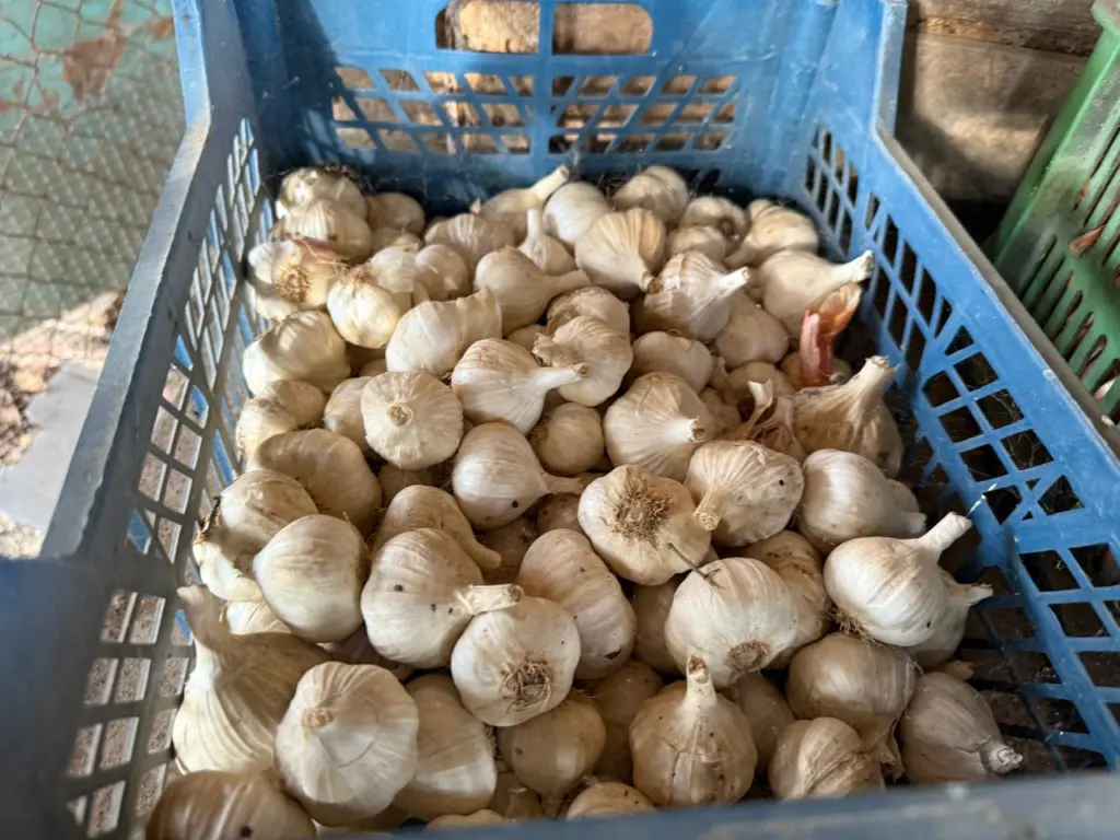 Как дачники страдают из-за испорченного урожая: две распространенные ошибки в хранении чеснока, которые допускают даже опытные хозяйки