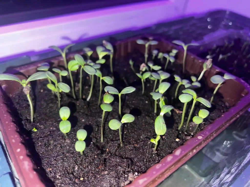 Зимой не унываю — создаю на балконе «огород»: обилие урожая — делюсь советами по посадке