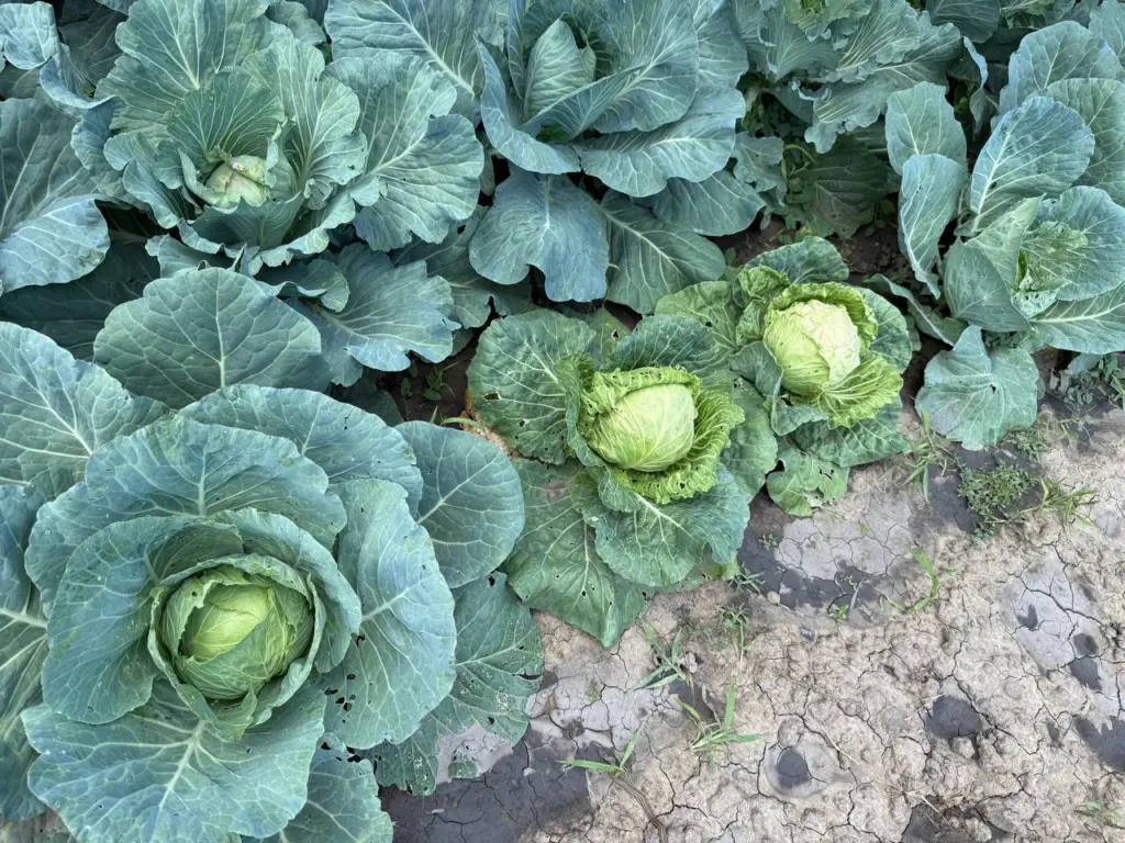 Эффективные способы защиты капусты от гусениц без использования химии и лишних затрат