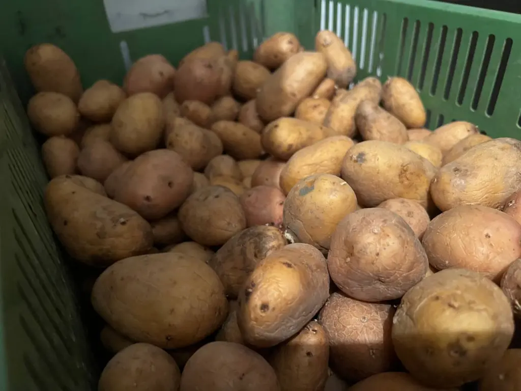 Вырастил 360 кг с одного ведра — лучший сорт картофеля с клубнями до 200 г, идеальный для пюре и запекания