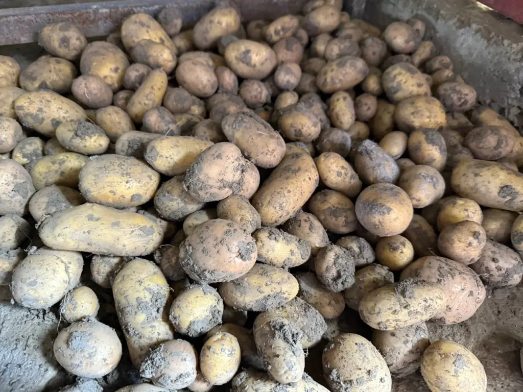 5 лучших сортов картофеля для пюре жарки и драников крупные и рассыпчатые радуют душу из погреба