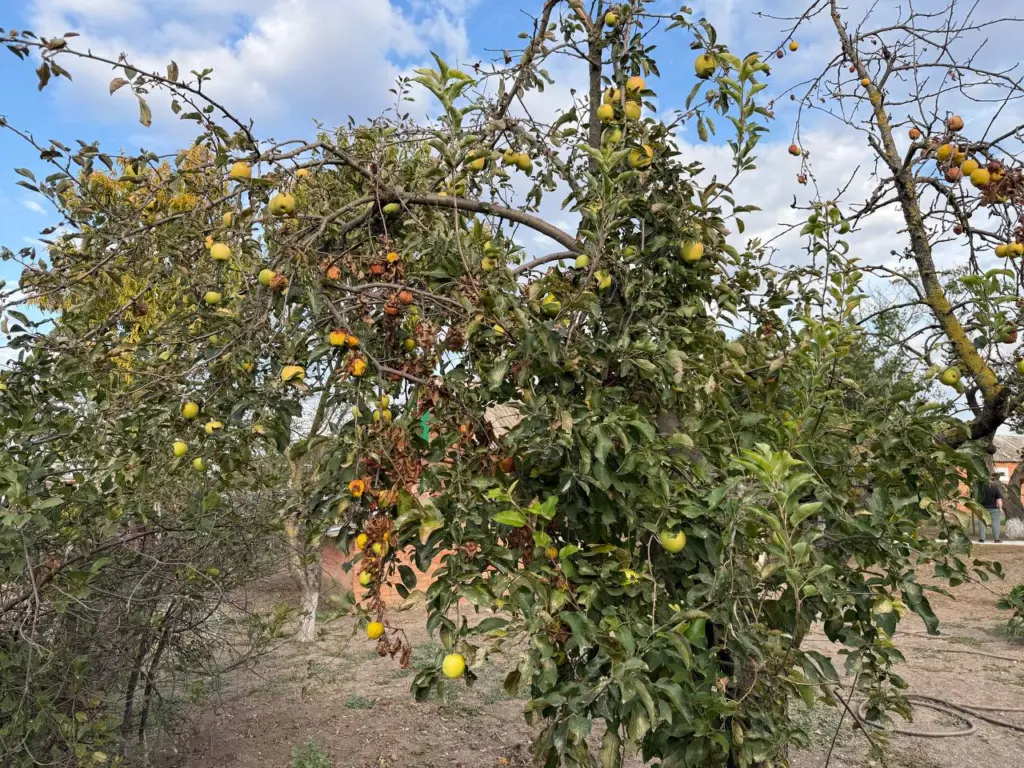 Три сорта яблонь которые станут настоящим сокровищем для вашего сада и идеальны для ленивых дачников