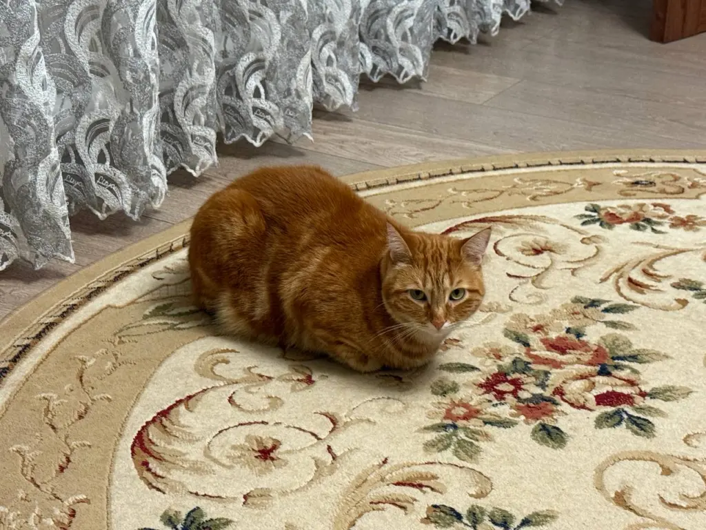 Кошка самостоятельно ищет руки — но не для ласки: её загадочный мотив меняет обычное поведение