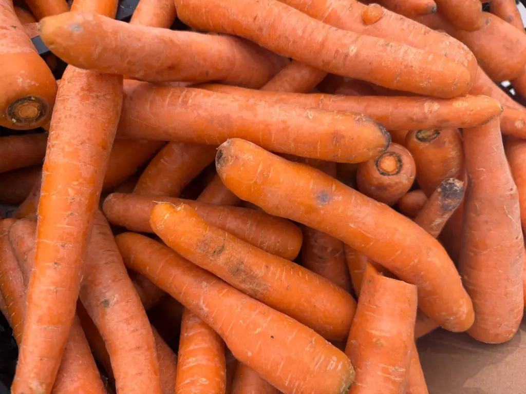 Легко кладу морковь в ящик в ноябре: Храню до следующего лета — ни одна не испортится