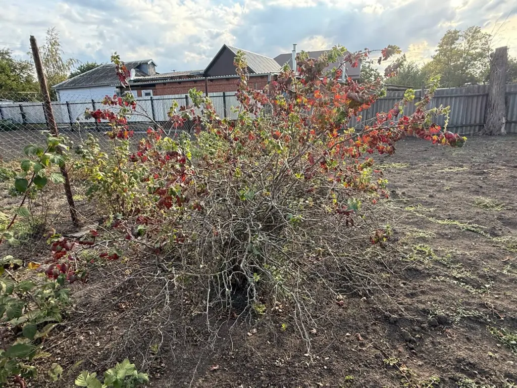 Дачники обрезайте кусты смородины в ноябре и узнайте особенности этой процедуры
