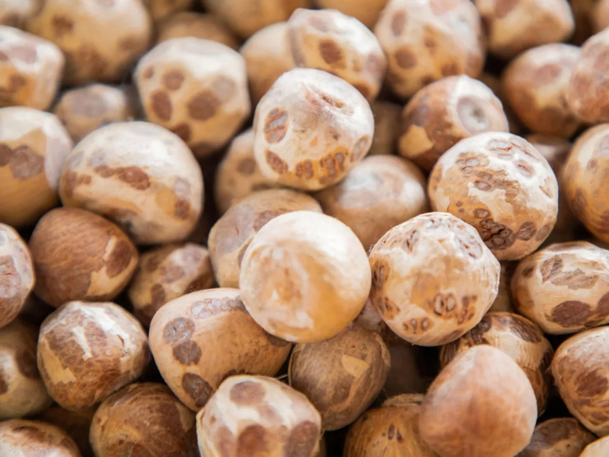 Российские школьники начали увлекаться орехом из Азии который может вызывать рак0