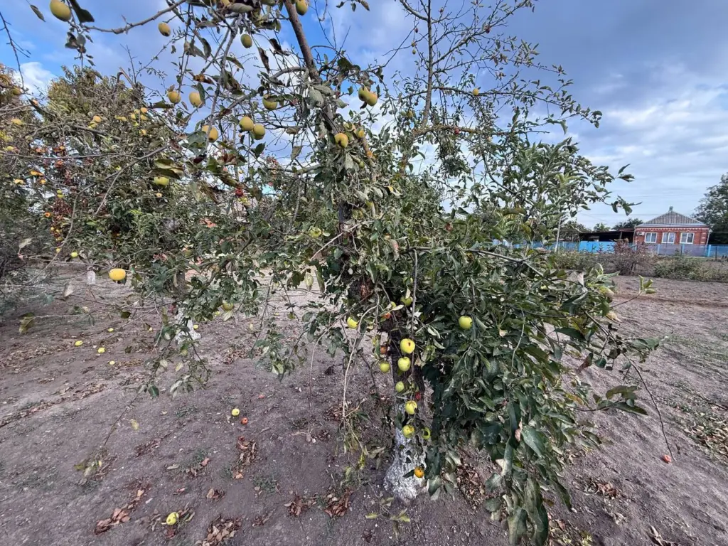 Смешиваем с водой в пропорции 1:10 – и муравьев в саду не будет: одно простое действие на весь сезон