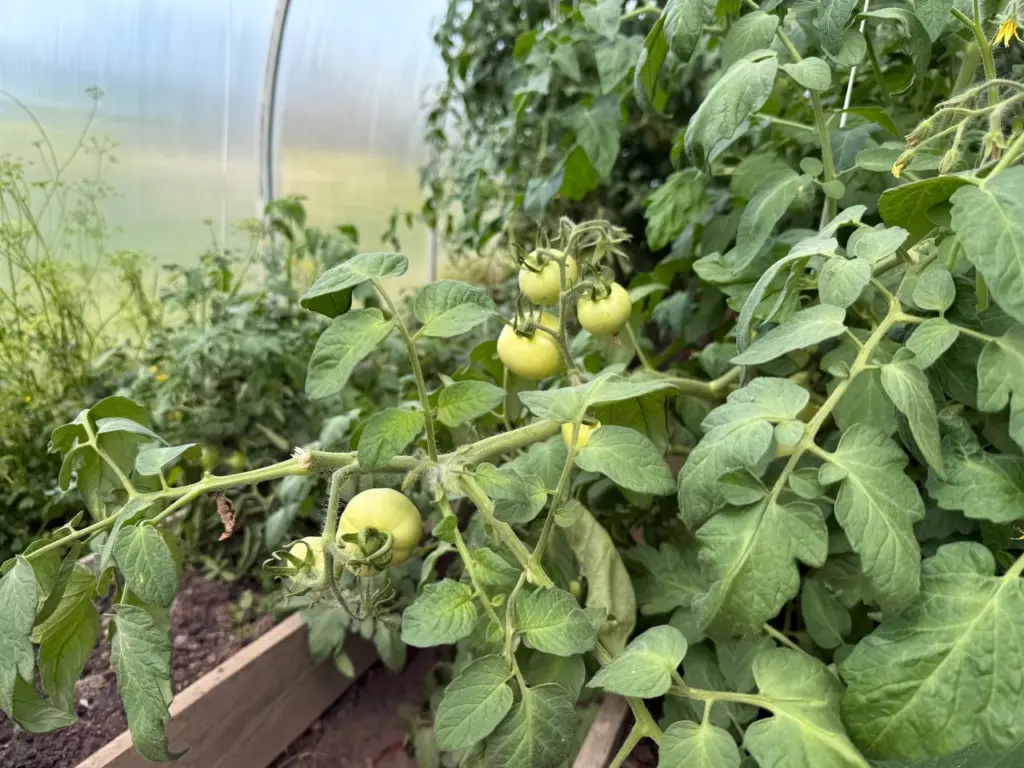 Секреты богатого урожая помидоров: какие семена активно покупают умные огородники в ноябре