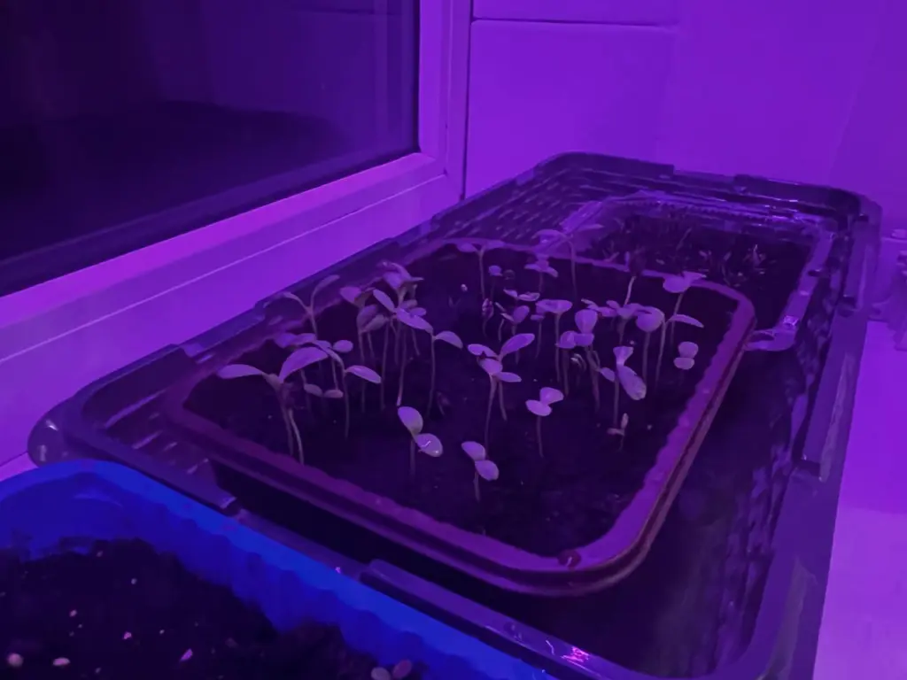 Настоящая мечта дачника: три сорта томатов, которые легко растут на подоконнике