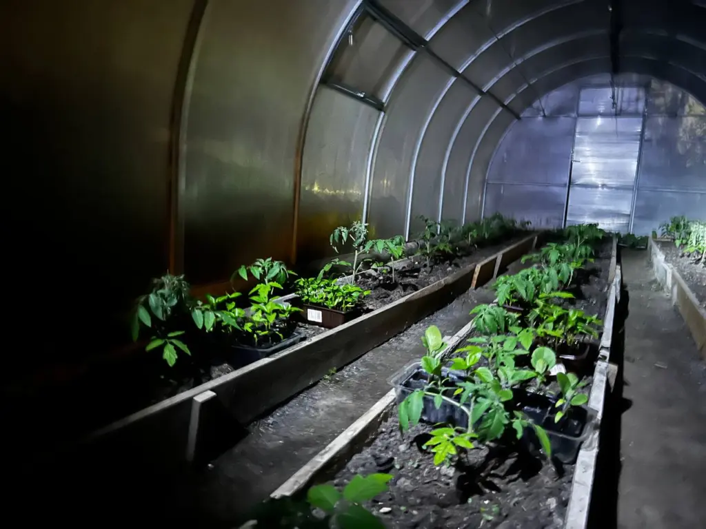 Эффективные народные средства для рассады: превосходство над химическими препаратами