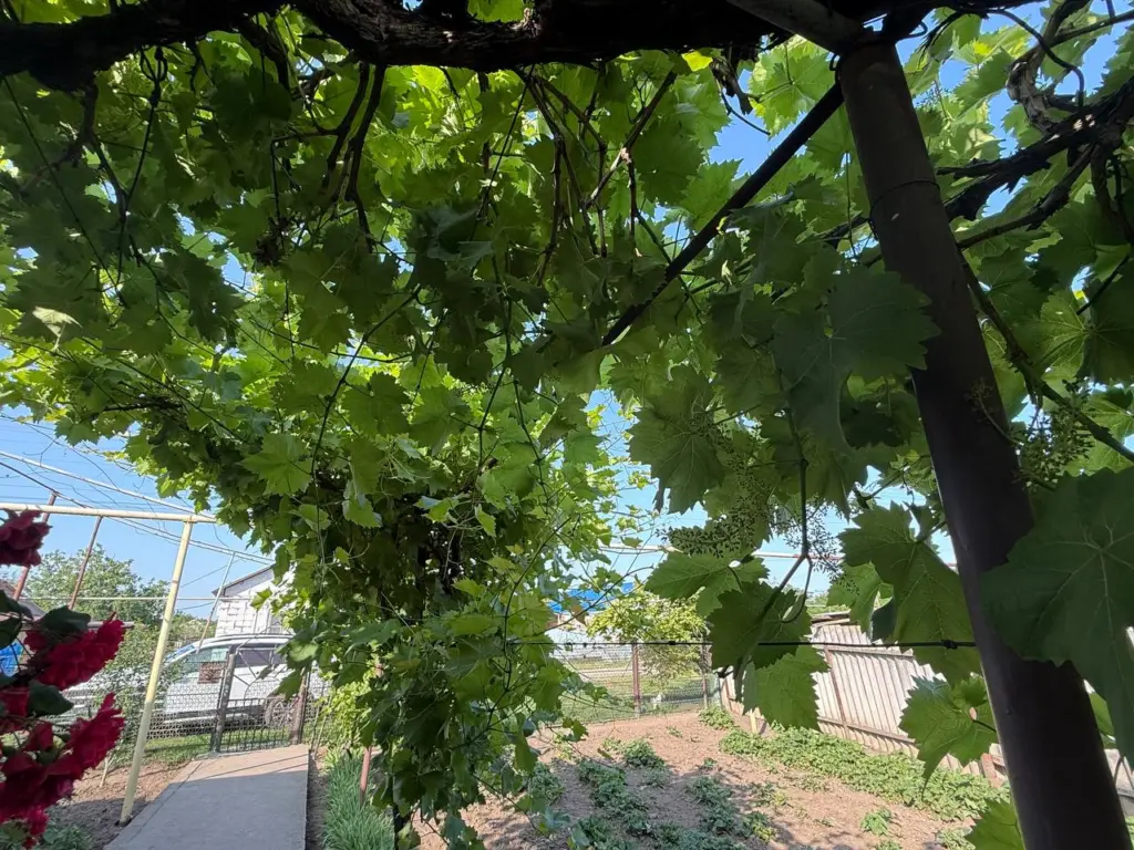 Садоводы с северных регионов не должны опасаться за виноград: 5 сортов, которые зимуют без потерь