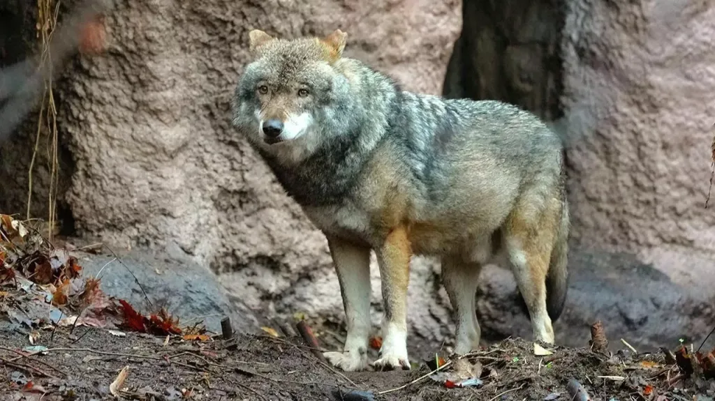 Московский зоопарк принял нового обитателя — серого волка по имени Ёжка