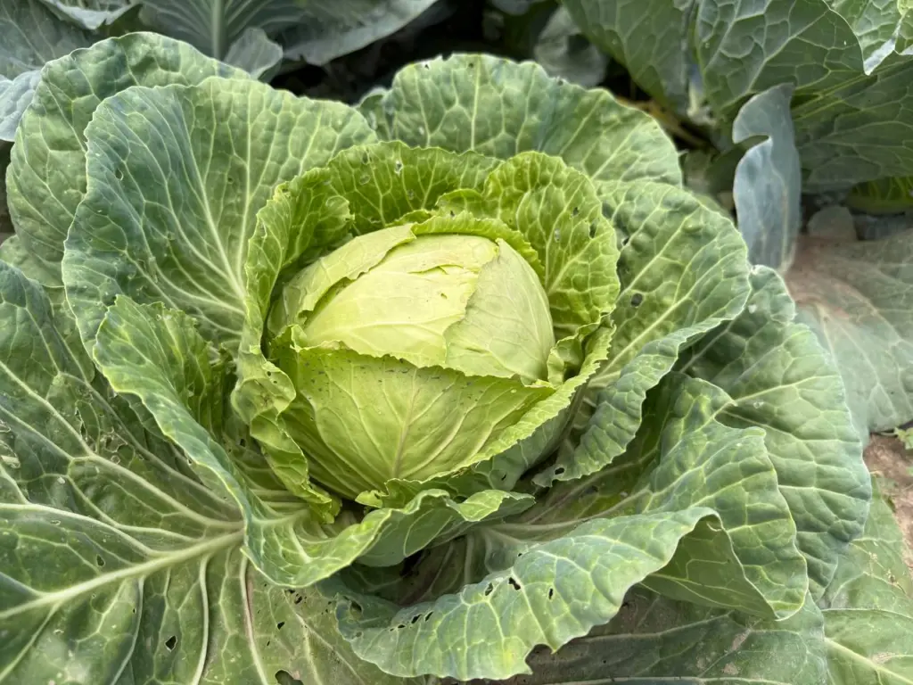 Три идеальных гибрида капусты для квашения, о которых мечтает каждый дачник – настоящая вкуснотища, от которой уши трещат