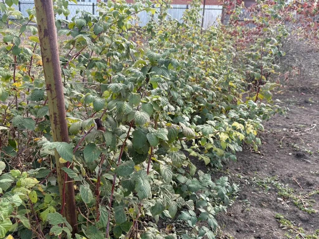 В декабре подкармливаю малину: всего лишь 1 горсть под корни под снегом — много ягод получу