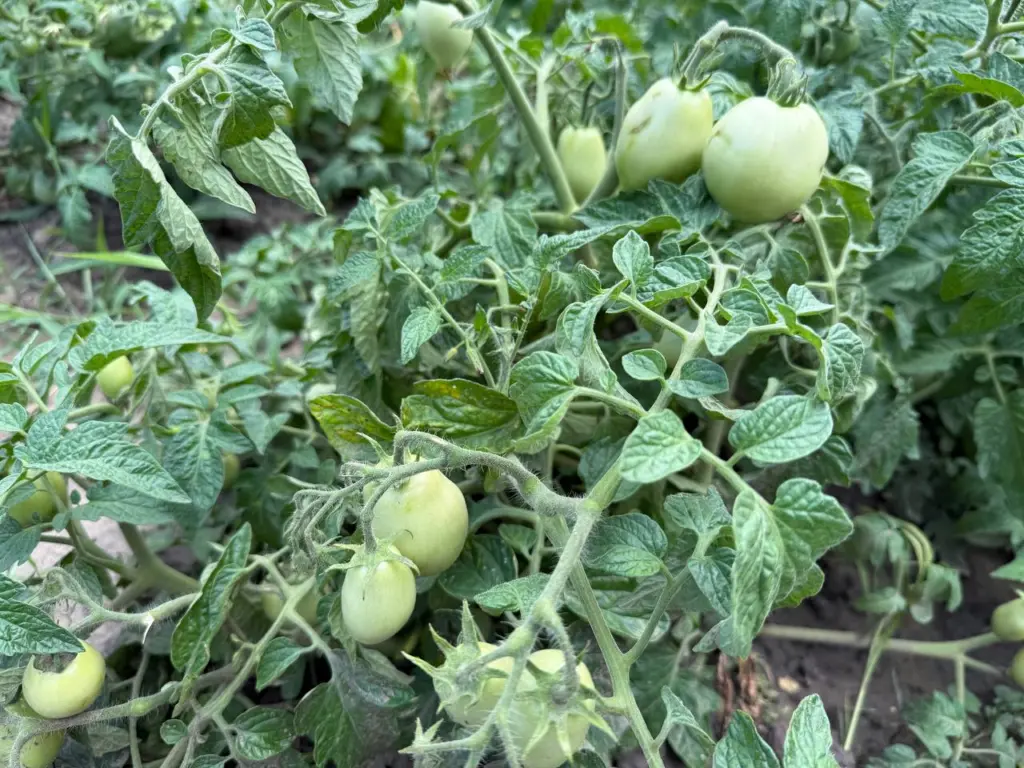 Начинается «сезон охоты» на сорт томатов: «рябиновые бусы» уже в декабре — успейте приобрести