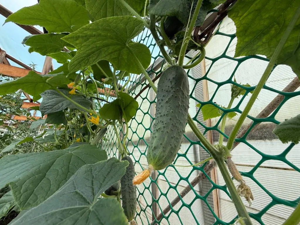 Три лучших сорта огурцов, которые дают до 30 кг с одного куста и успешно растут в северных регионах, продолжают плодоносить до первых заморозков