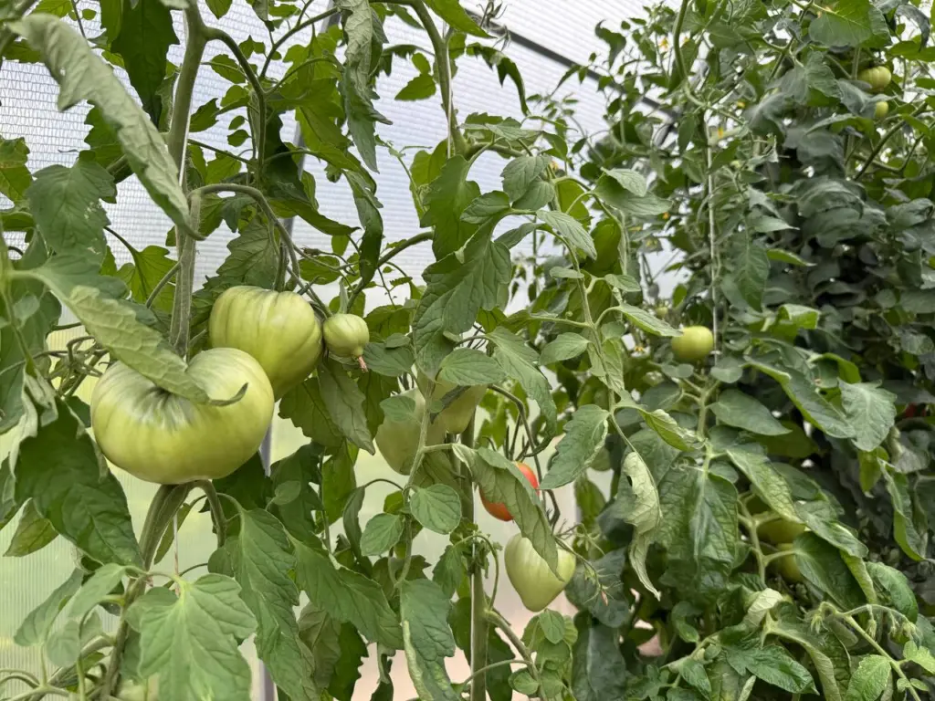 Правильное внесение удобрений для перца в зависимости от фаз роста