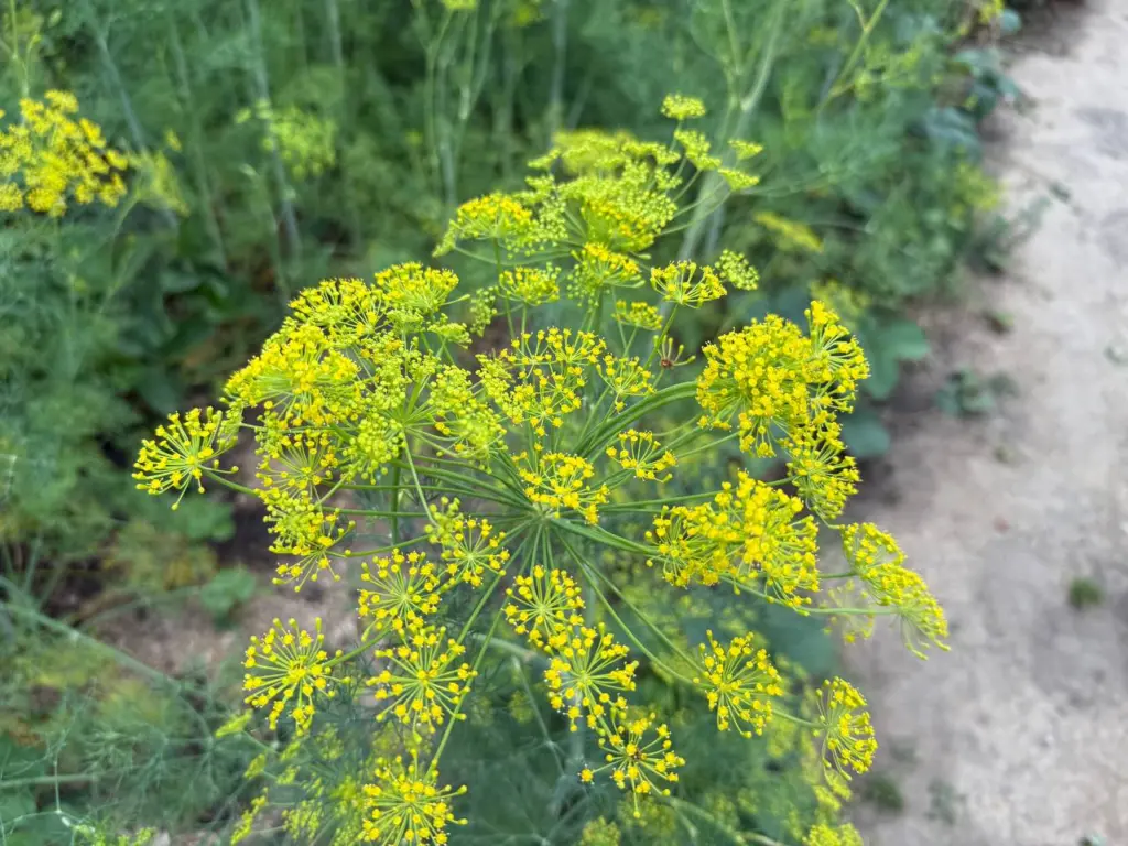 Очищаем сосуды с помощью семян укропа и валерианы заранее: легкость в голове и стабильное давление