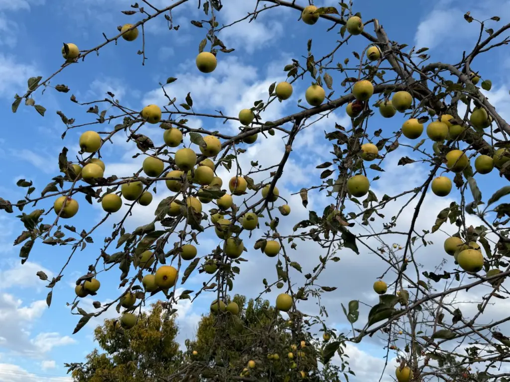 После листопада опрыскиваю яблони чудесным аптечным раствором — весной они покрыты завязями, и парши им не страшна
