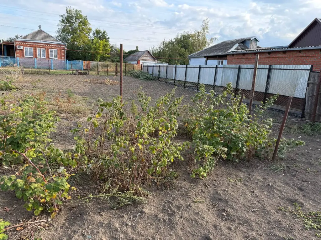 Не малина, а сладкий мед: плоды больше вишни, урожай до морозов