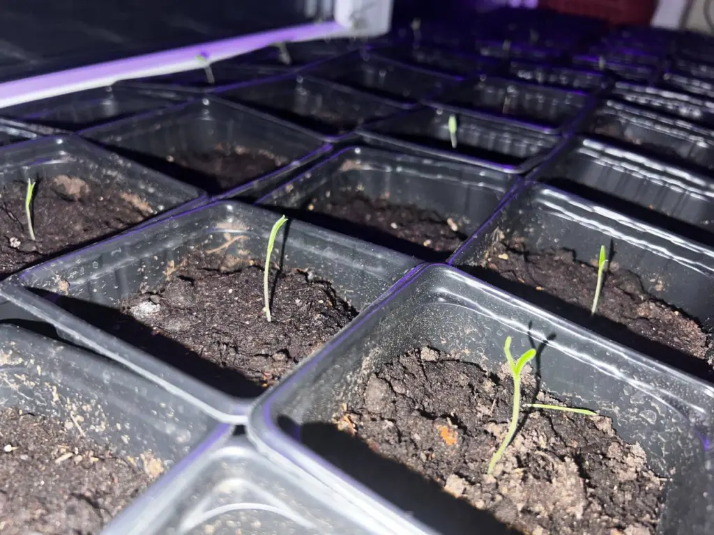 Посадка рассады томатов только в 19 благоприятных дней — огородники определили лучшие даты 2026 года по лунному календарю: помидоры растут «стеной»