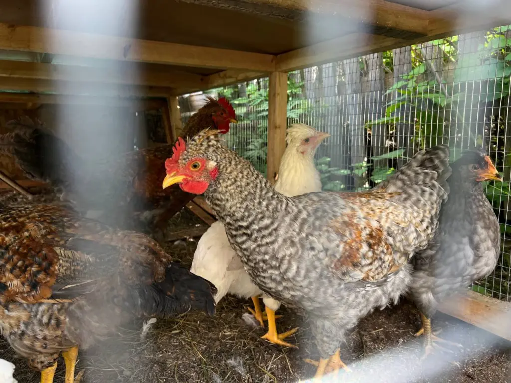 Как выбрать между длинной и короткой кормушкой для кур, а также где ее установить: рекомендации опытных фермеров