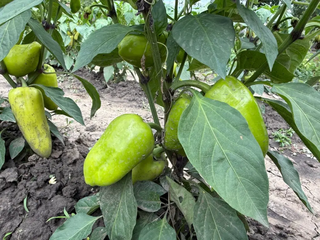 Лучшие 5 сортов болгарского перца, которые отлично растут в северных регионах
