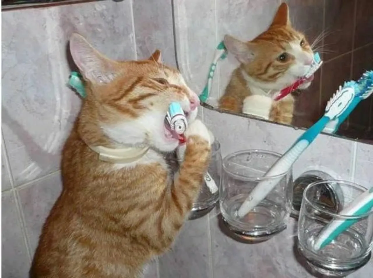 Дорогая щетка не очищает зубы лучше