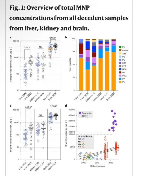 В 100% случаев вскрытия человеческого мозга обнаружен микропластик